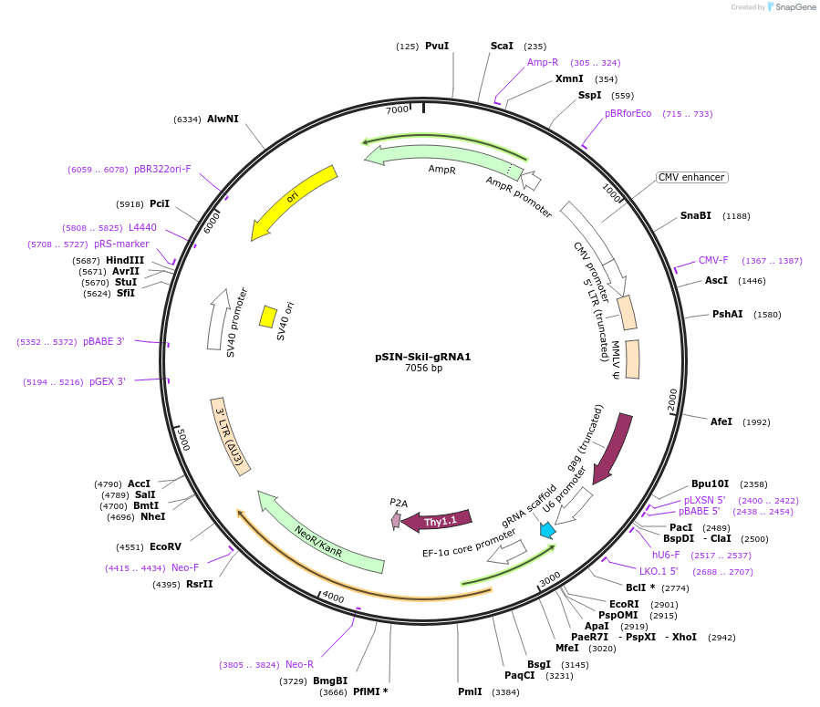 180370-plasmid-map-sequence-id-364059