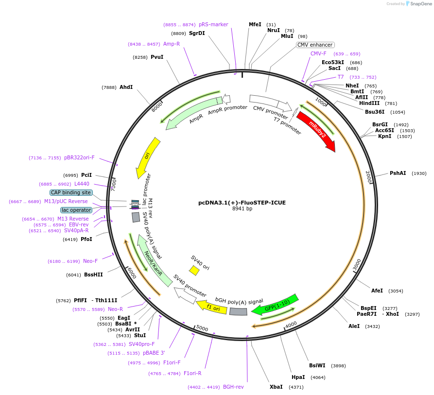 181845-plasmid-map-sequence-id-364061