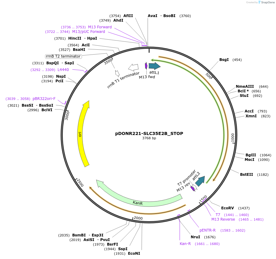 161240-plasmid-map-sequence-id-364063