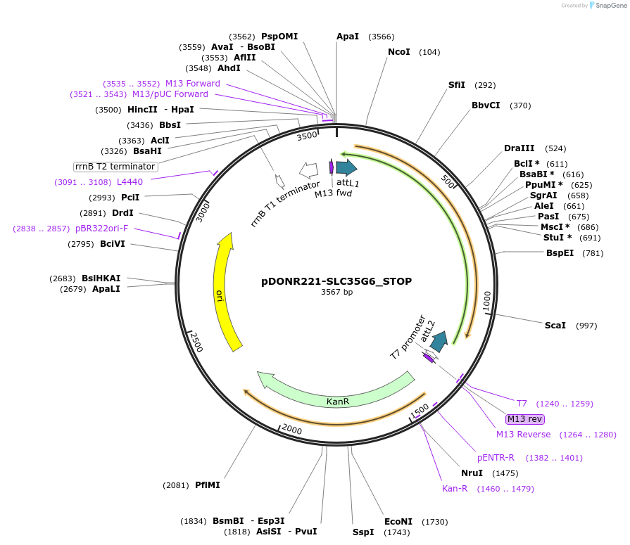 161262-plasmid-map-sequence-id-364066