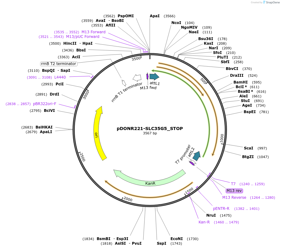 161274-plasmid-map-sequence-id-364067
