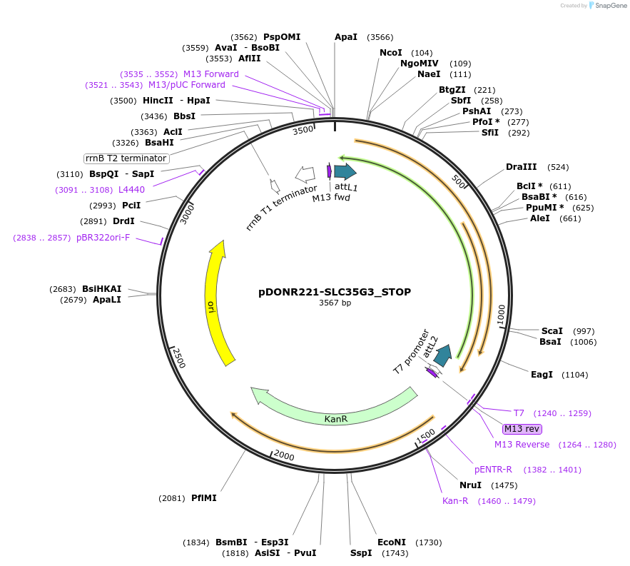 161298-plasmid-map-sequence-id-364068
