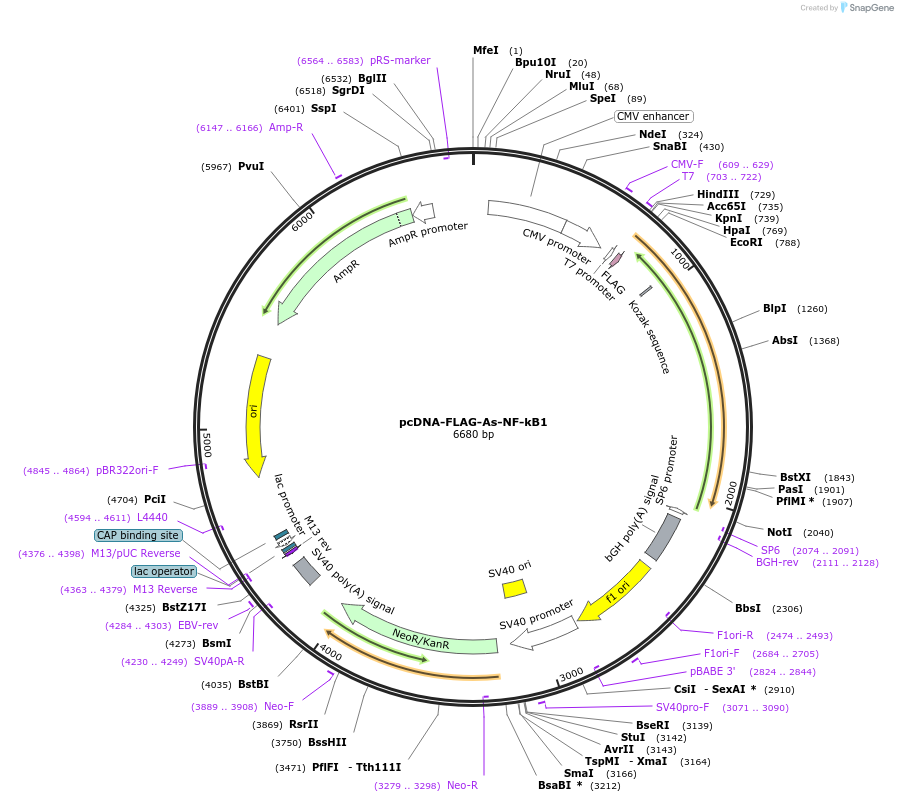 180200-plasmid-map-sequence-id-364070