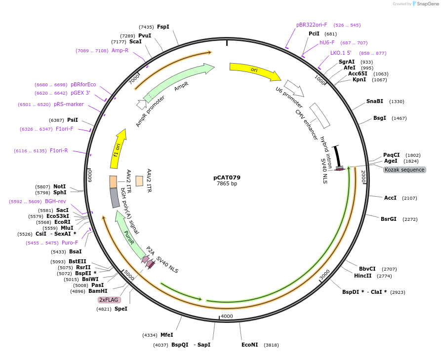180509-plasmid-map-sequence-id-364076