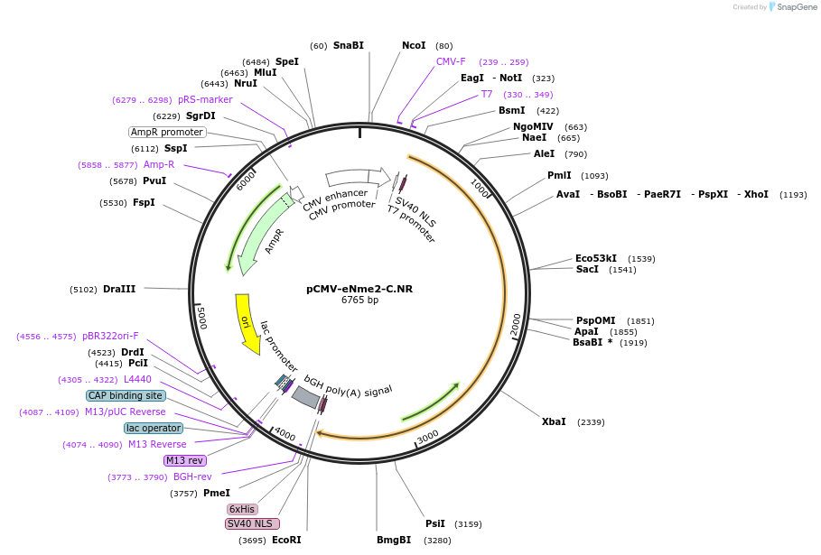 185672-plasmid-map-sequence-id-364078