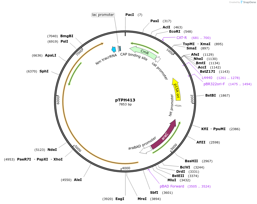 185728-plasmid-map-sequence-id-364088