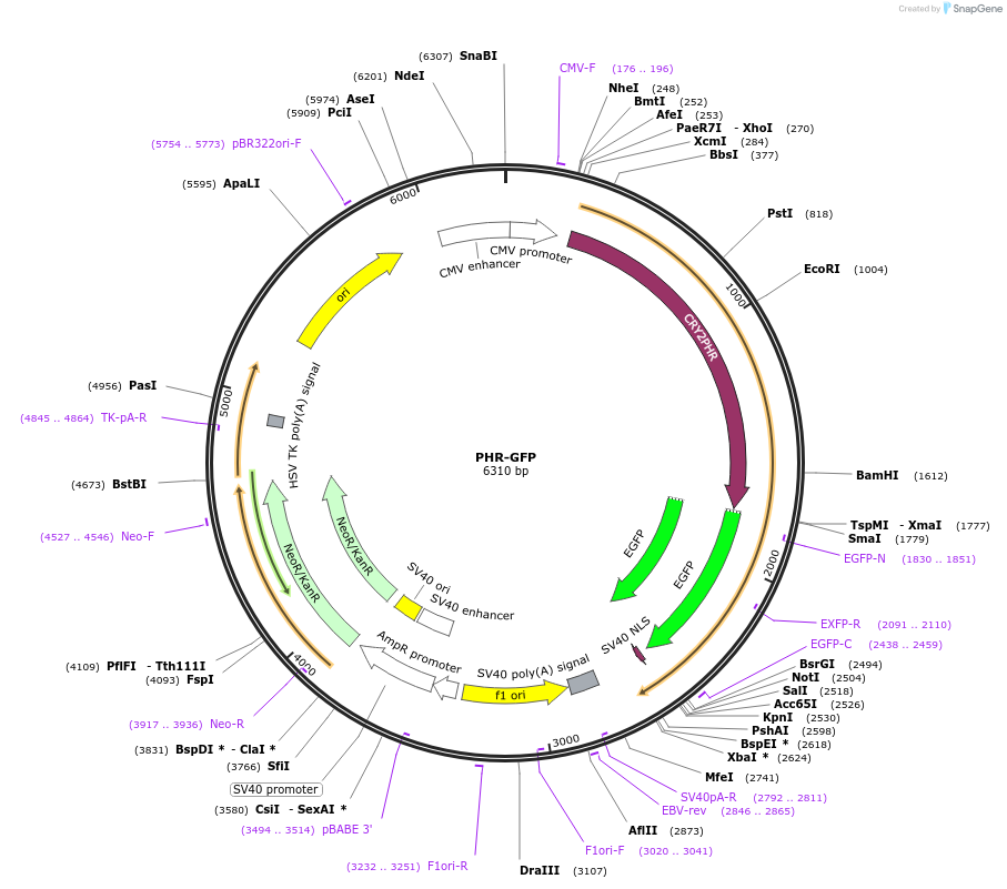 183926-plasmid-map-sequence-id-364131