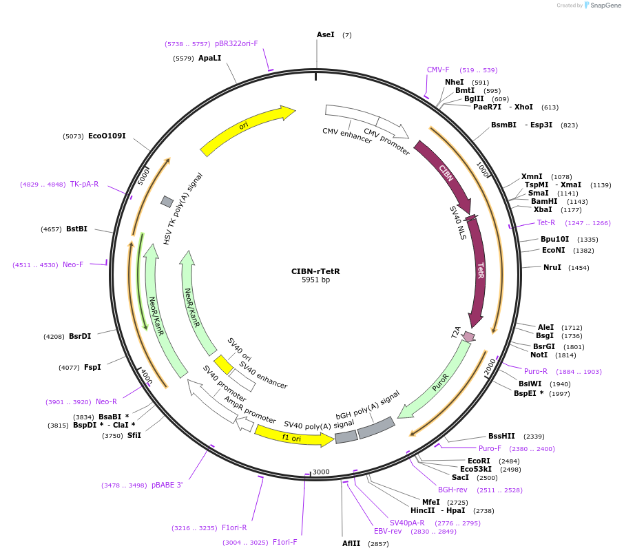 183919-plasmid-map-sequence-id-364132