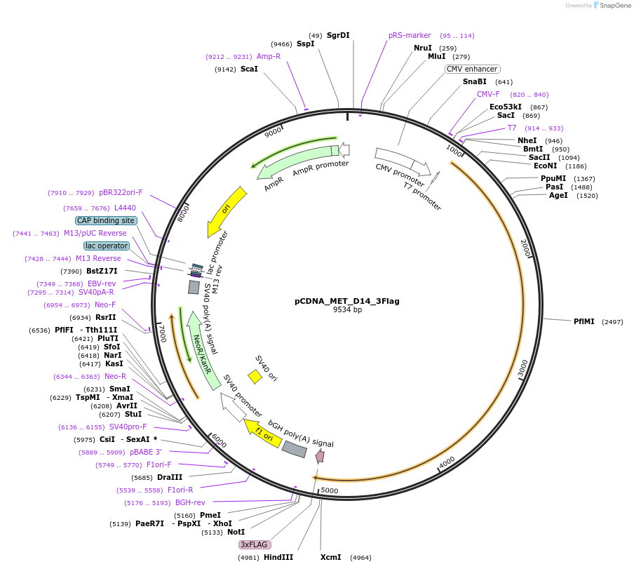 182495-plasmid-map-sequence-id-364135
