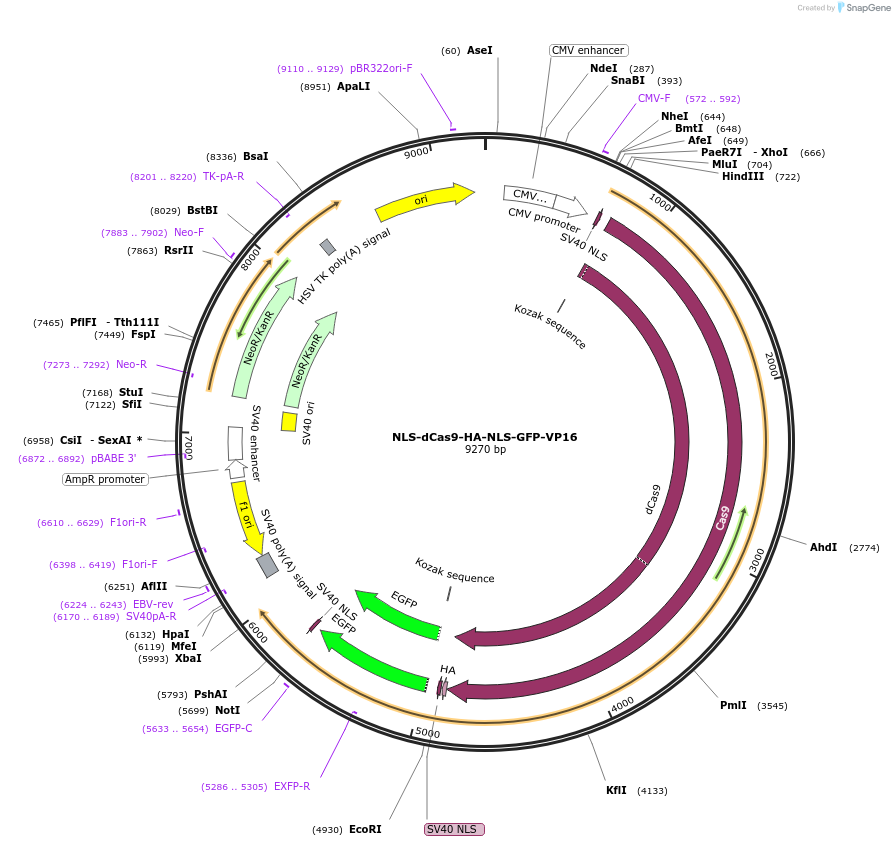 183923-plasmid-map-sequence-id-364153