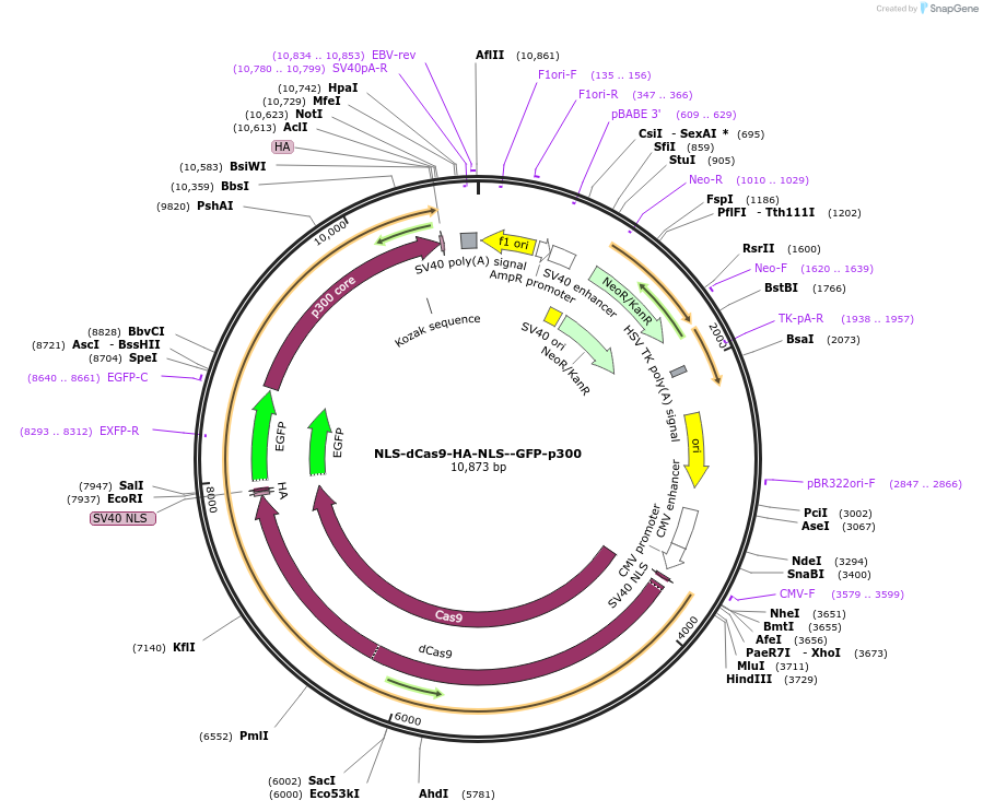 183925-plasmid-map-sequence-id-364156