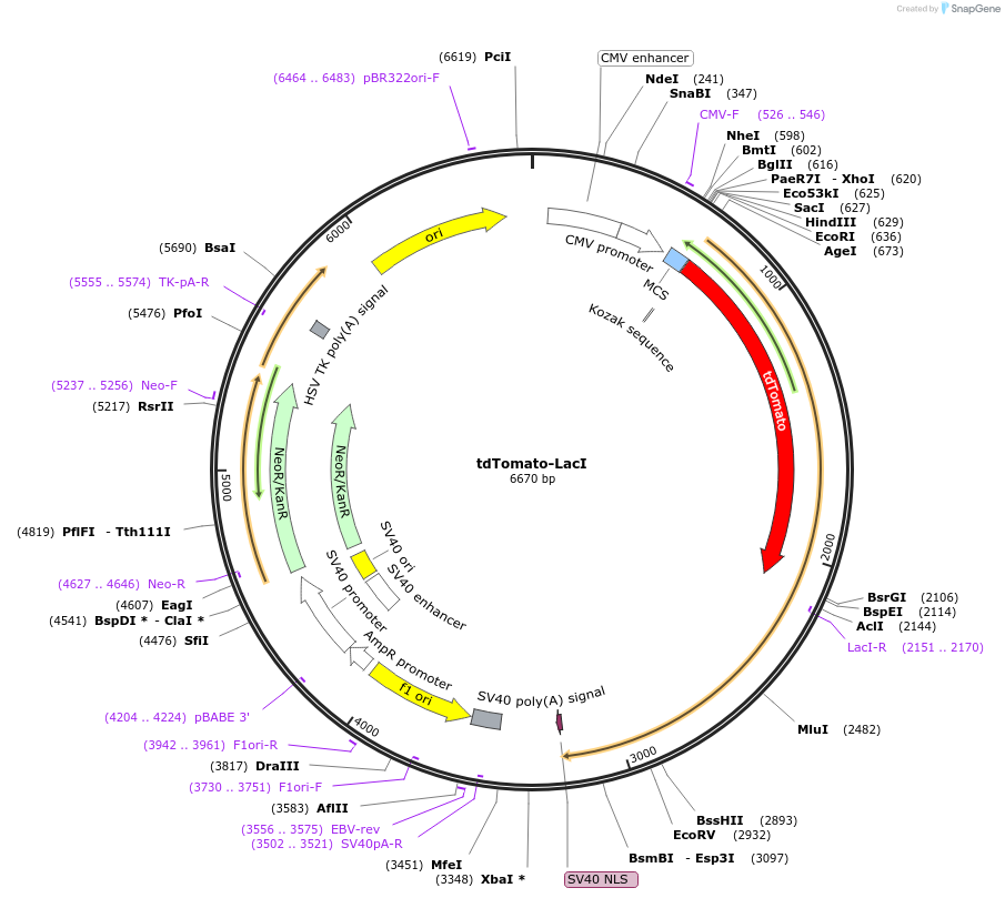 183921-plasmid-map-sequence-id-364165