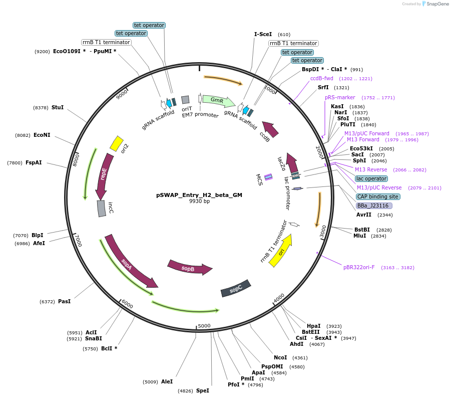 184871-plasmid-map-sequence-id-364193