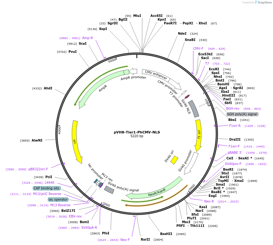 169477-plasmid-map-sequence-id-364200