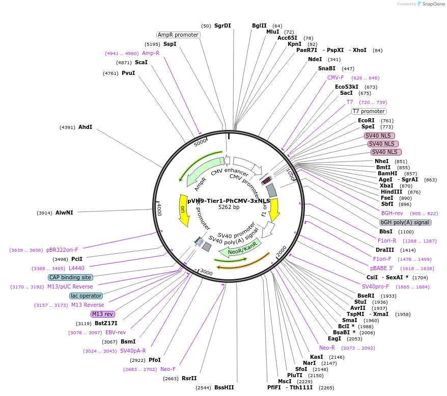 169478-plasmid-map-sequence-id-364203