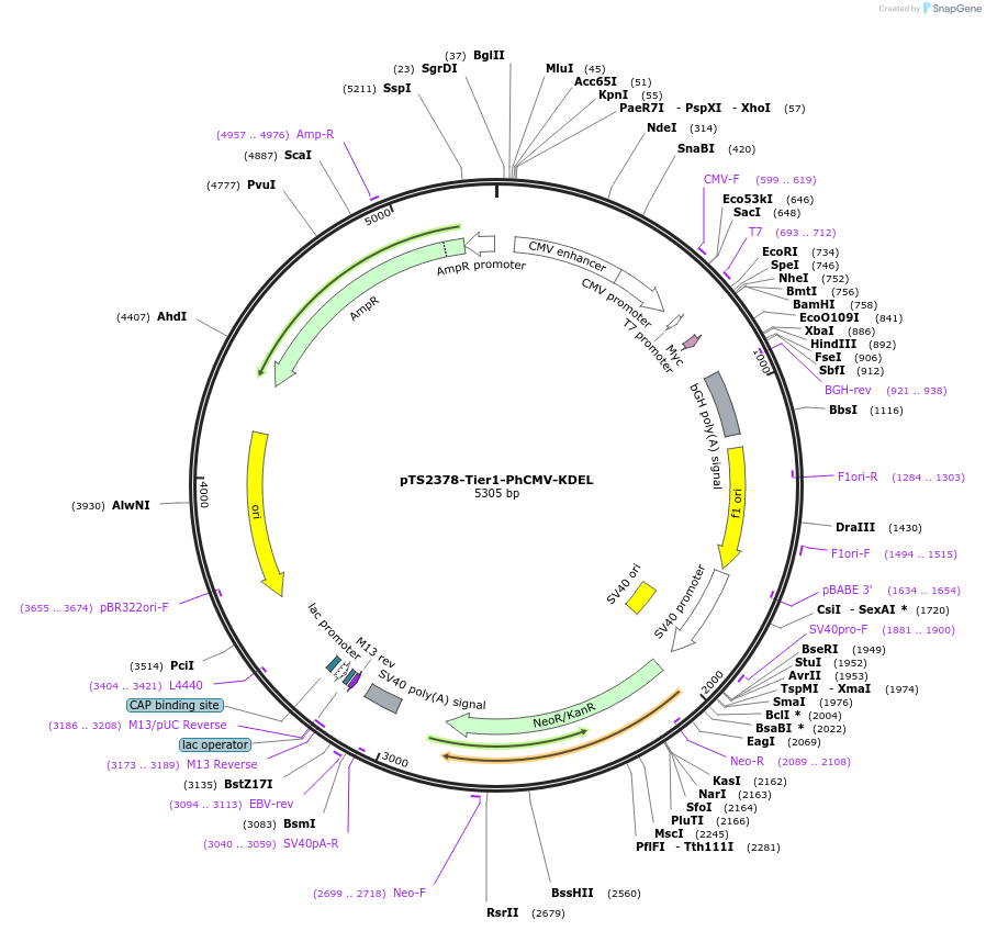 169479-plasmid-map-sequence-id-364204