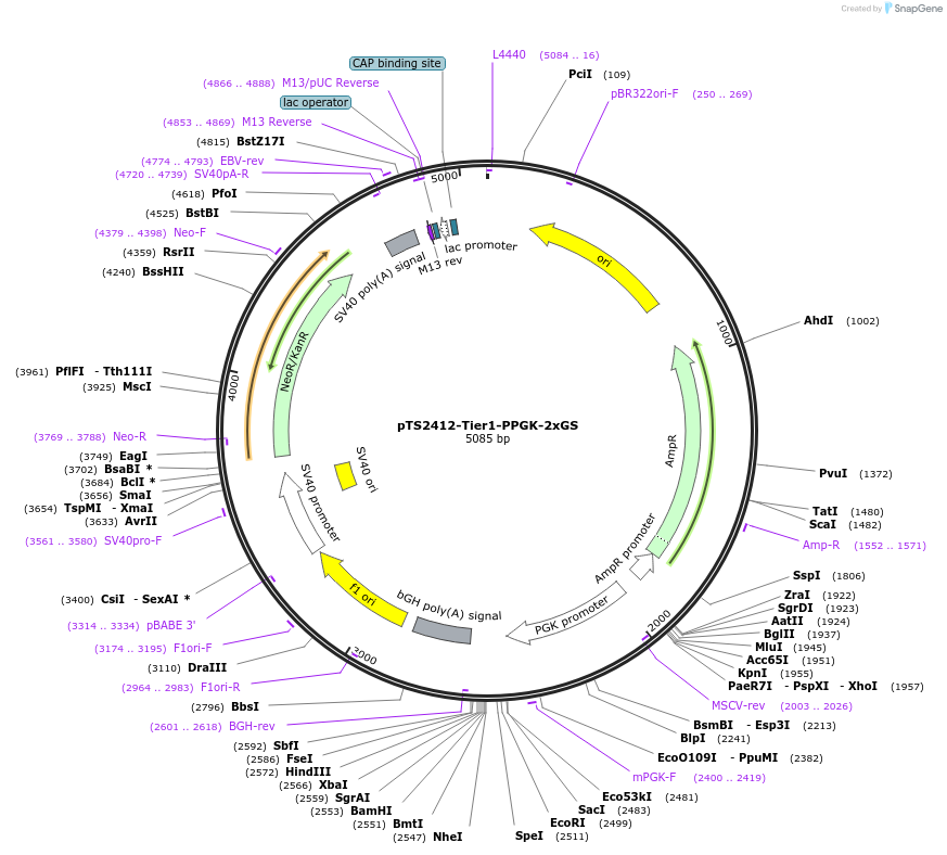 169481-plasmid-map-sequence-id-364206