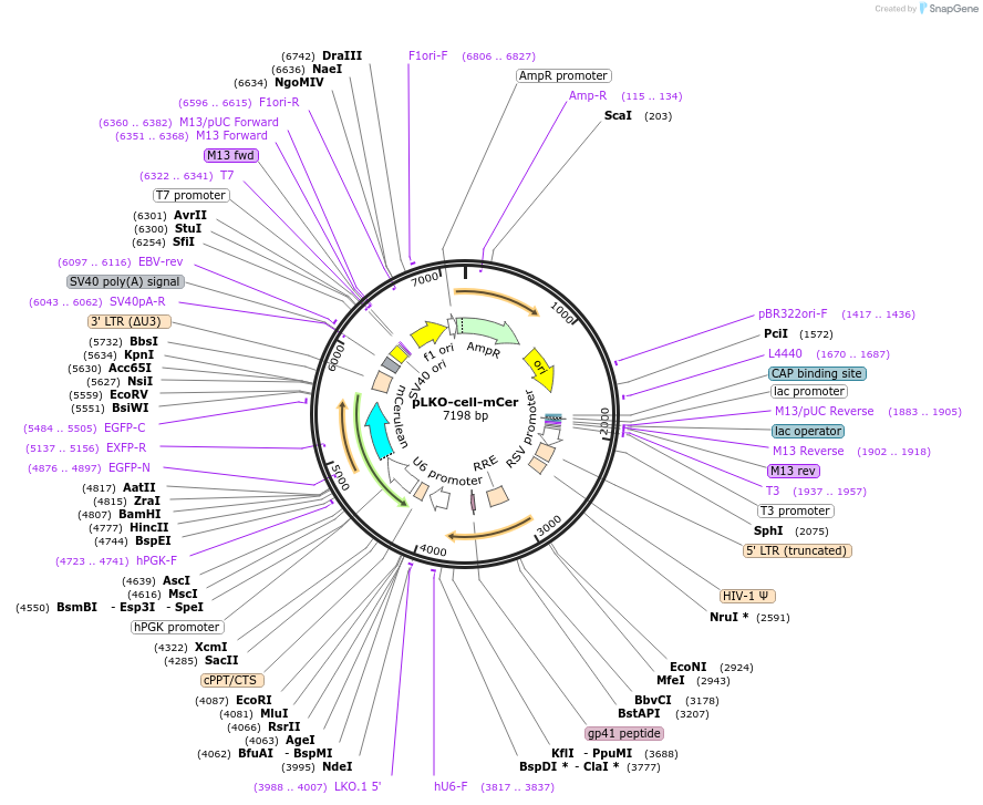 185601-plasmid-map-sequence-id-364212