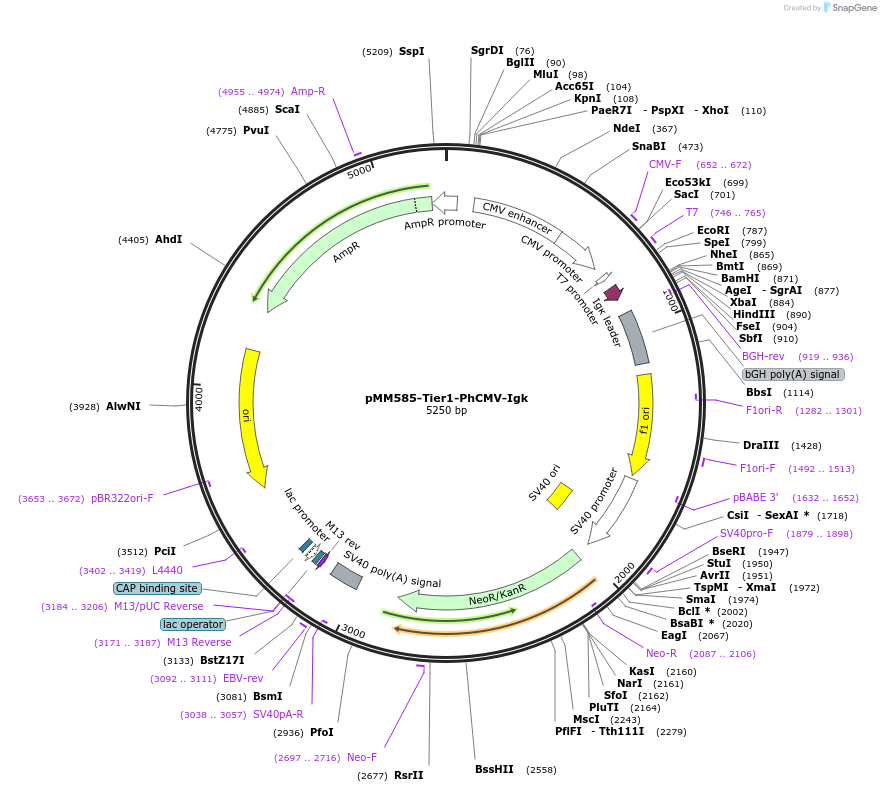 169486-plasmid-map-sequence-id-364213