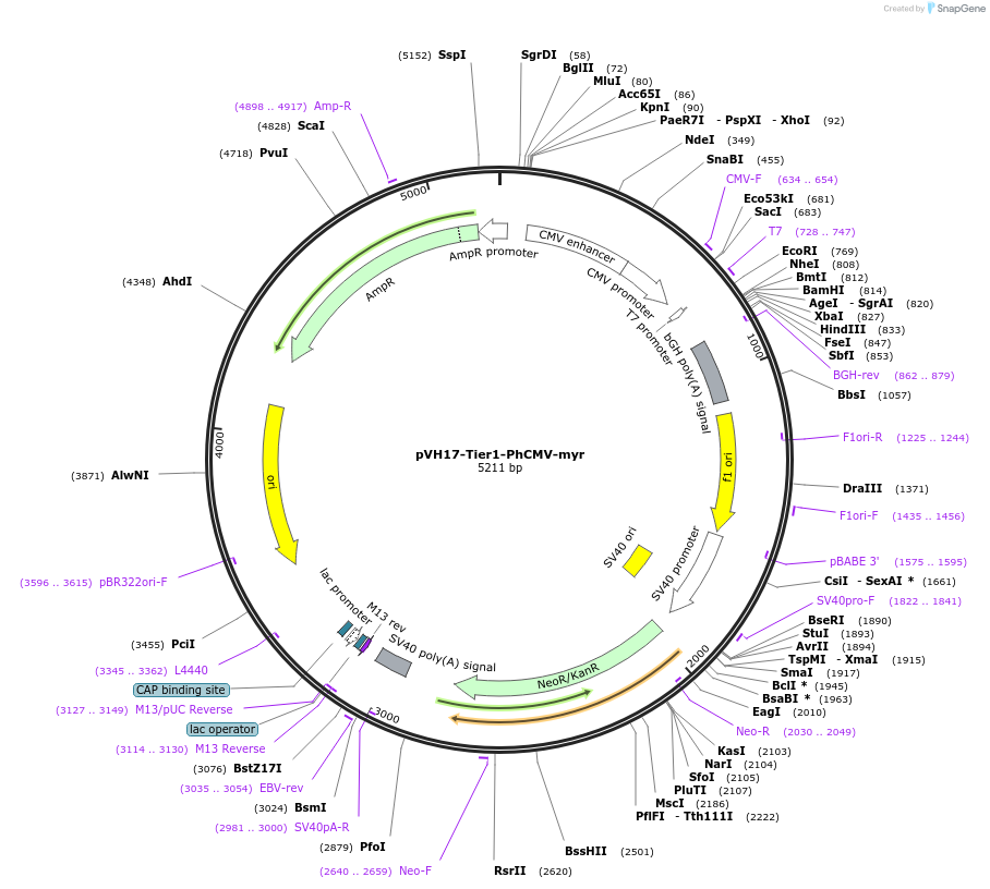 169489-plasmid-map-sequence-id-364217