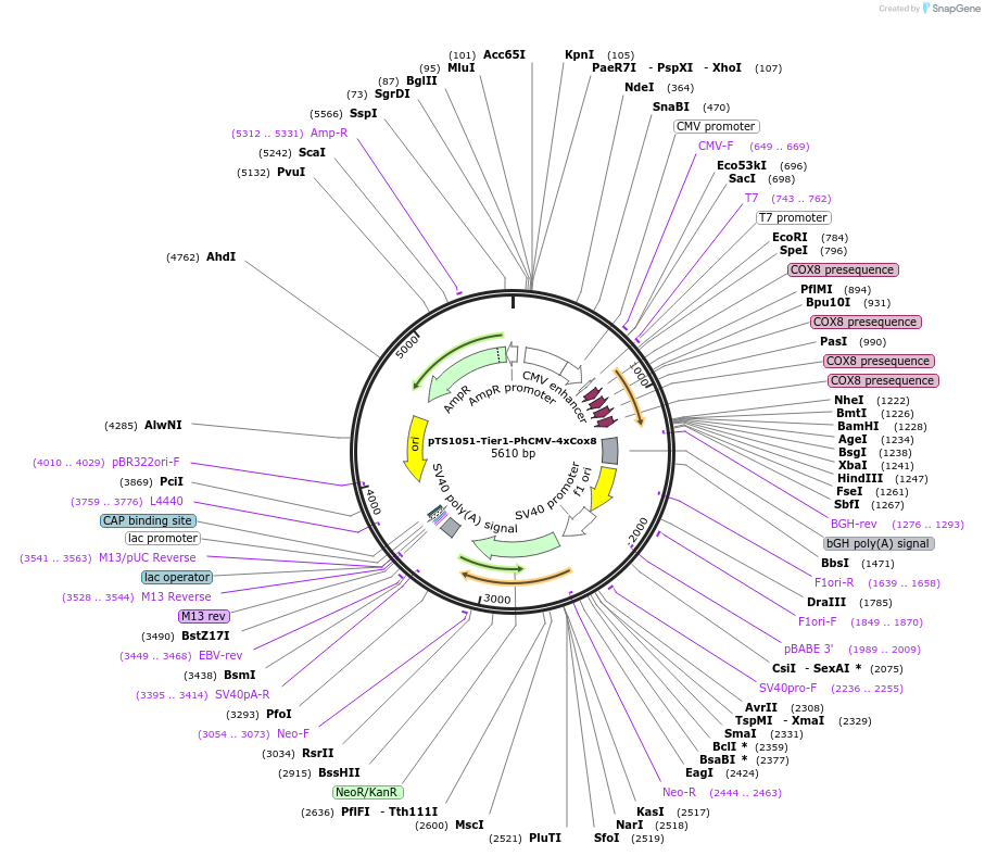 169490-plasmid-map-sequence-id-364218