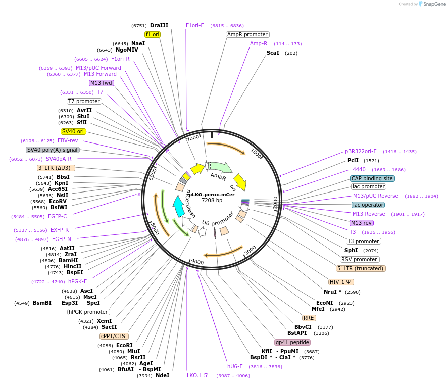 185603-plasmid-map-sequence-id-364221