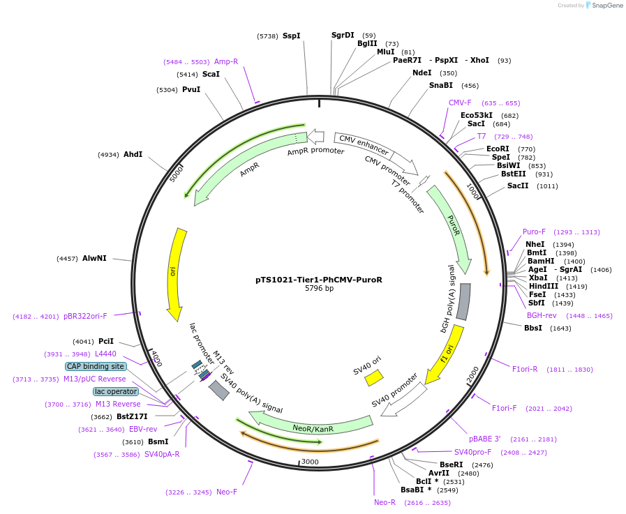 169492-plasmid-map-sequence-id-364222