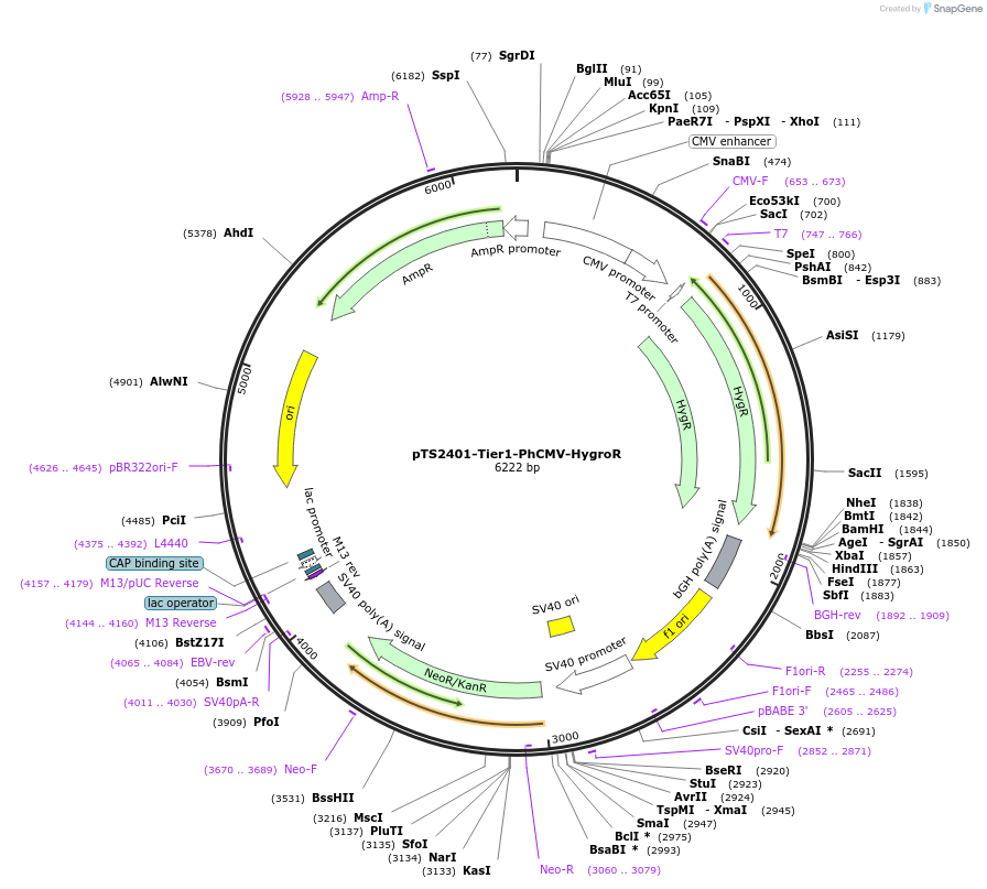 169493-plasmid-map-sequence-id-364223