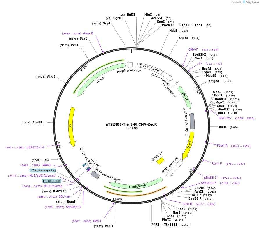 169495-plasmid-map-sequence-id-364226