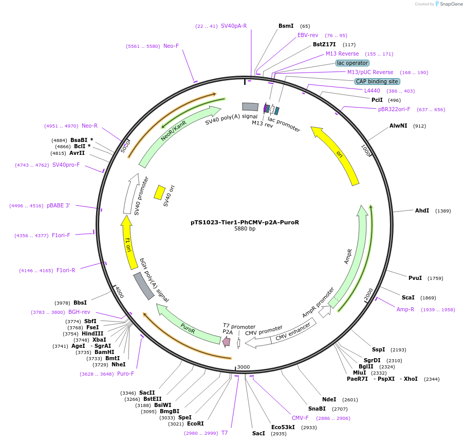 169497-plasmid-map-sequence-id-364228