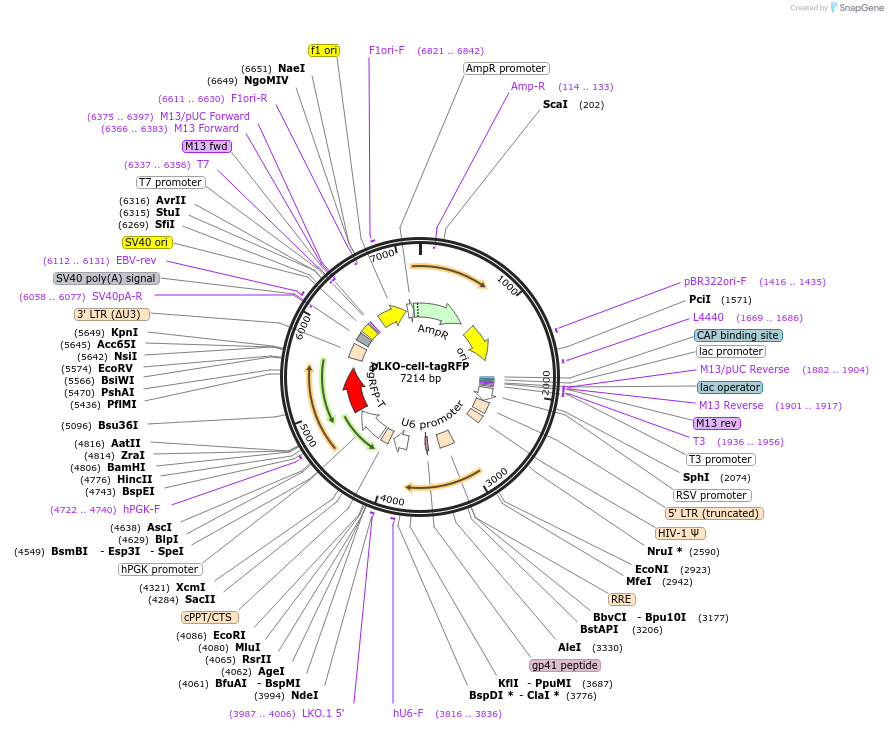 185598-plasmid-map-sequence-id-364231