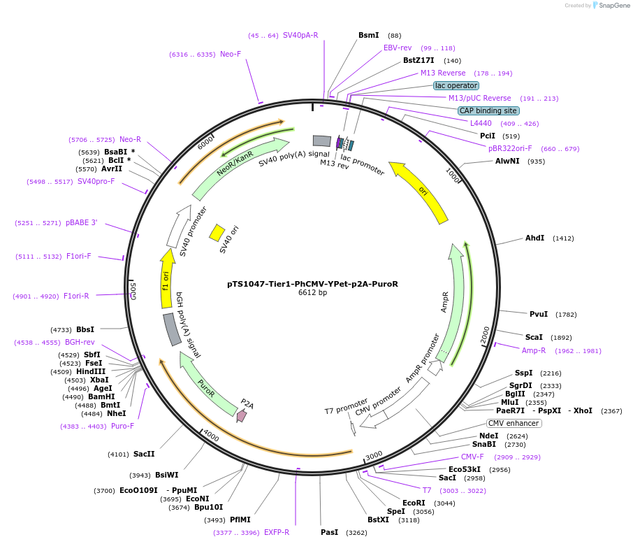 169498-plasmid-map-sequence-id-364232
