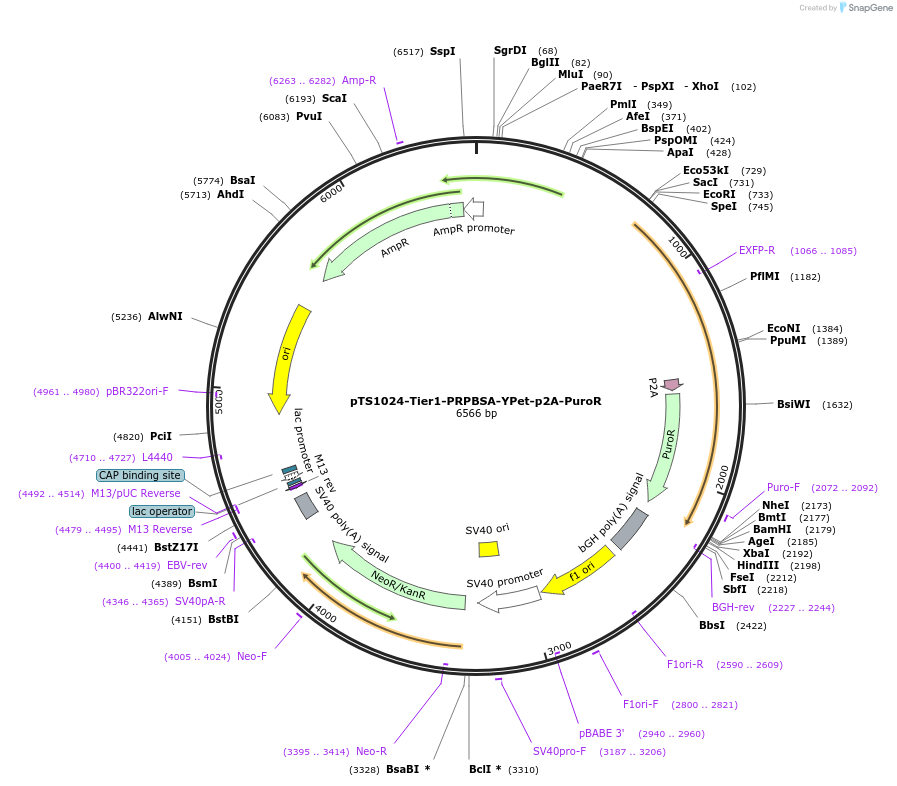 169499-plasmid-map-sequence-id-364233