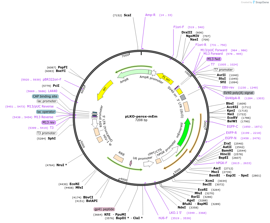 185597-plasmid-map-sequence-id-364237