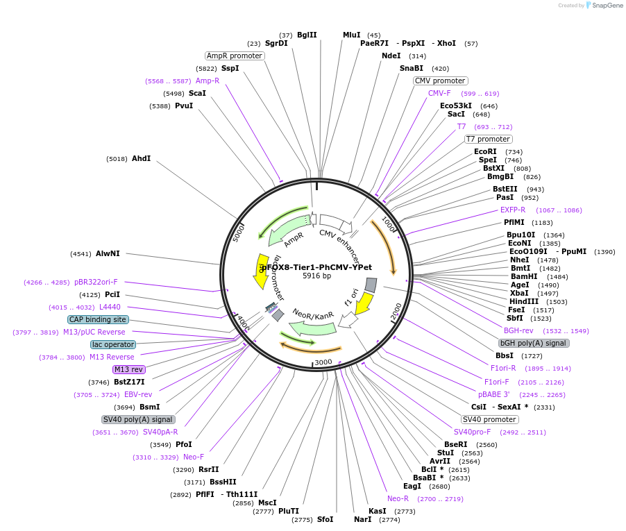169506-plasmid-map-sequence-id-364243