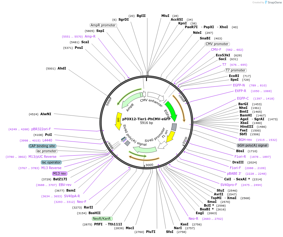 169509-plasmid-map-sequence-id-364247