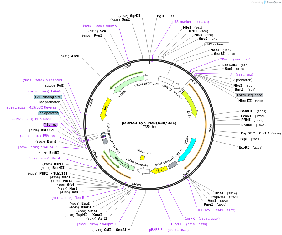 181831-plasmid-map-sequence-id-364248