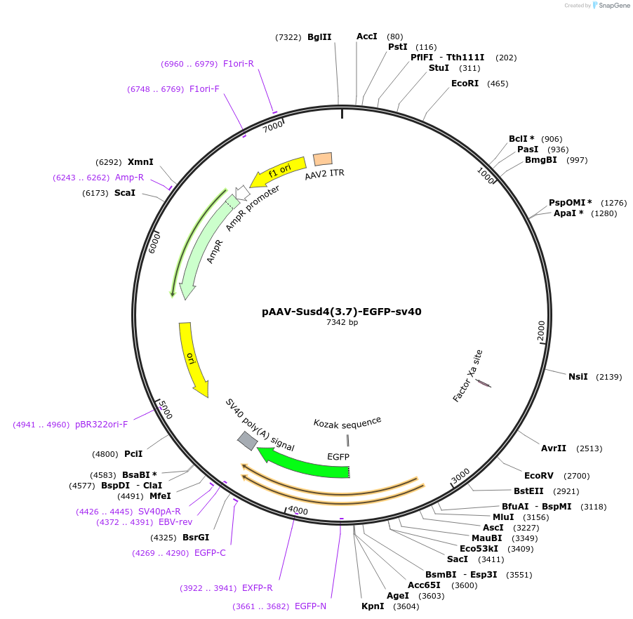 184413-plasmid-map-sequence-id-364315
