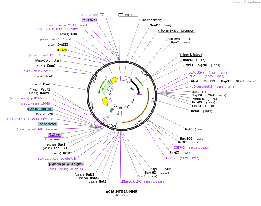 184610-plasmid-map-sequence-id-364342