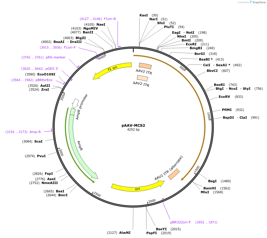 46954-plasmid-map-sequence-id-364348