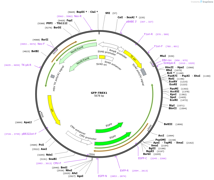 27219-plasmid-map-sequence-id-364378