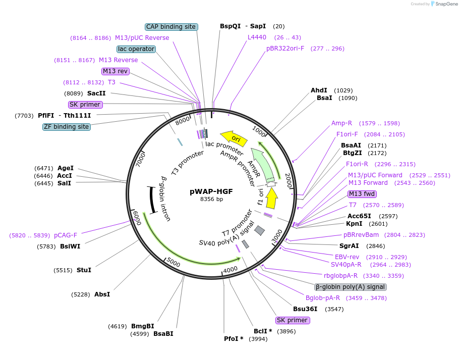 83503-plasmid-map-sequence-id-364380