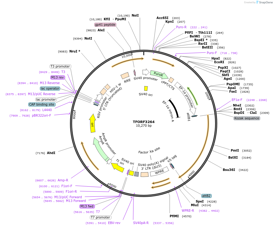 144740-plasmid-map-sequence-id-364397
