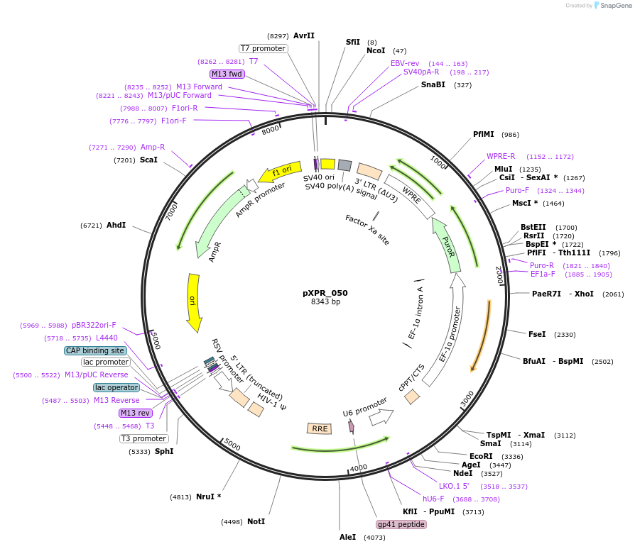 96925-plasmid-map-sequence-id-364399