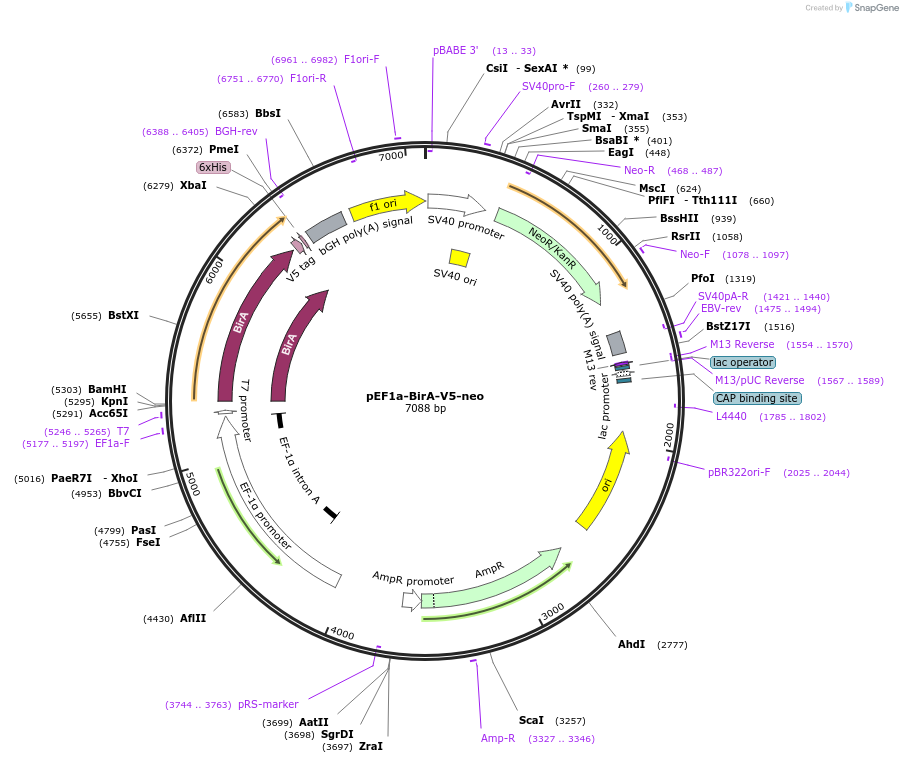 100548-plasmid-map-sequence-id-364401