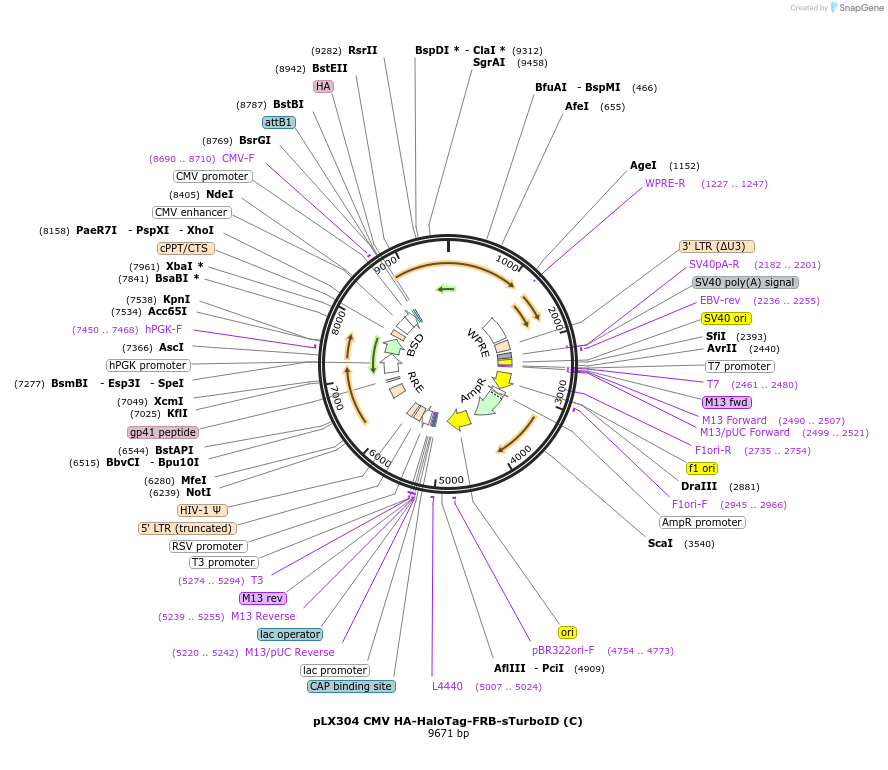153003-plasmid-map-sequence-id-364416