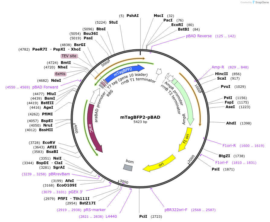 54572-plasmid-map-sequence-id-364435