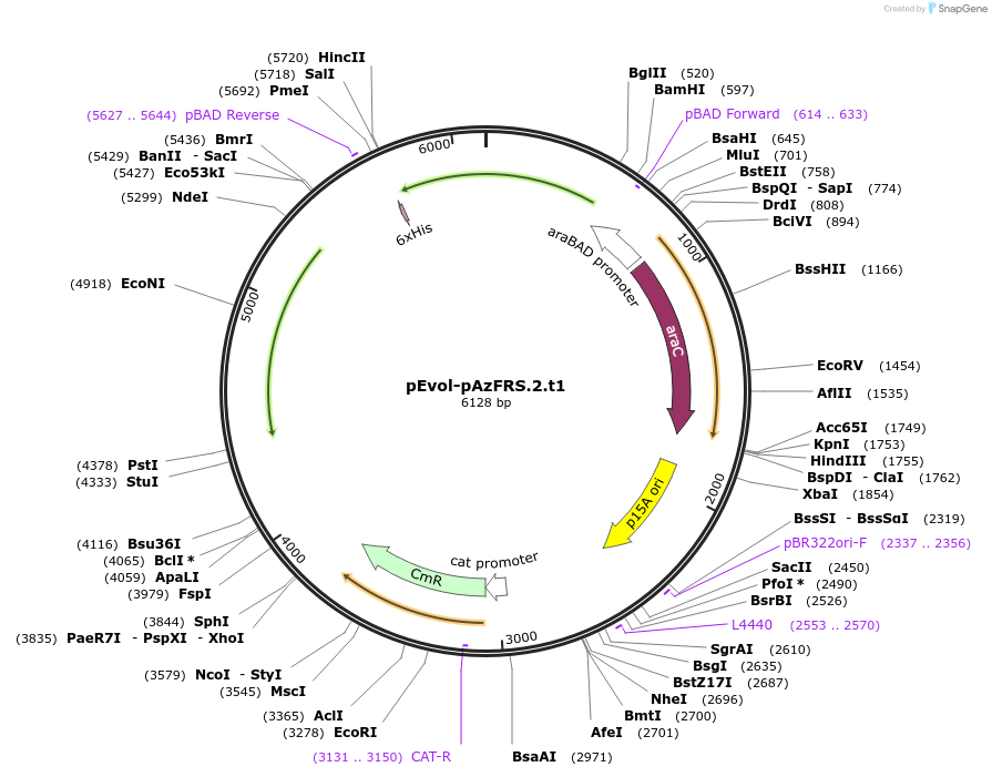 73546-plasmid-map-sequence-id-364441