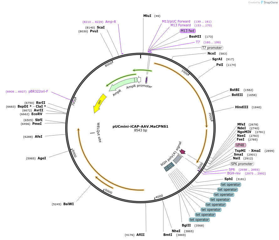 185136-plasmid-map-sequence-id-364480