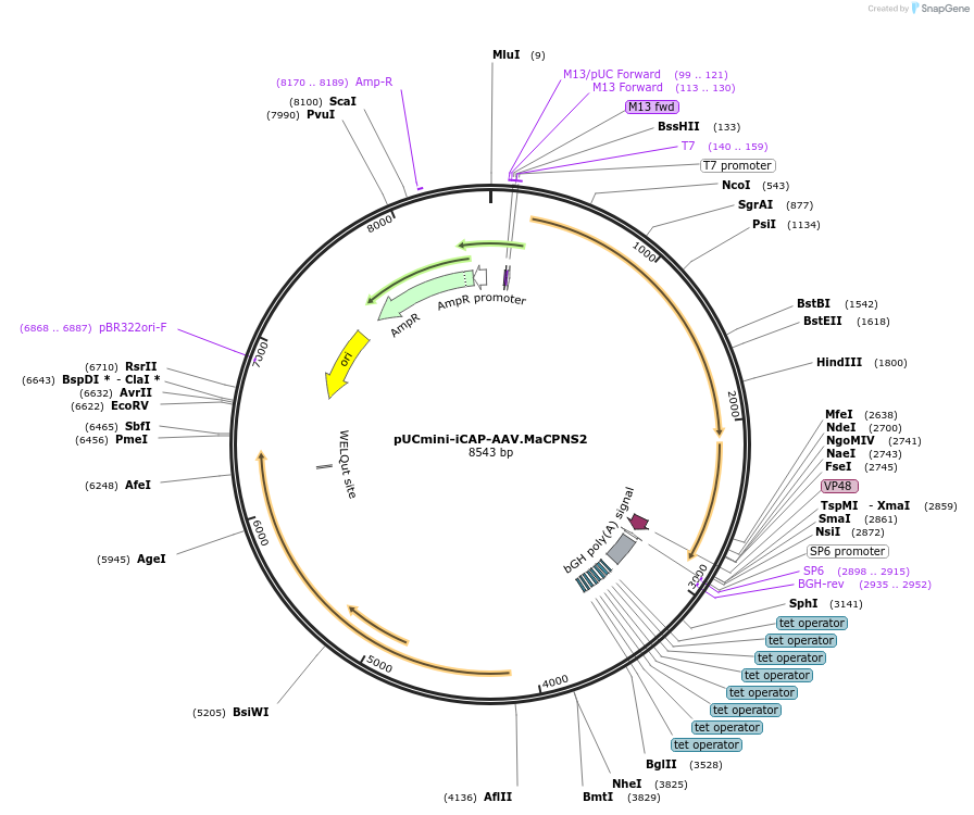 185137-plasmid-map-sequence-id-364481